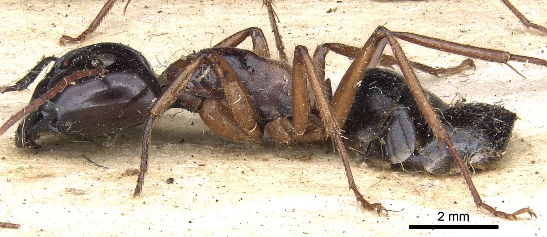 Image of Camponotus terebrans (Lowne 1865)