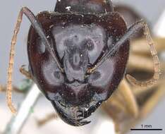 Image of Camponotus terebrans (Lowne 1865)