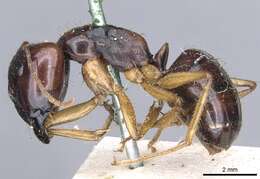 Image of Camponotus terebrans (Lowne 1865)