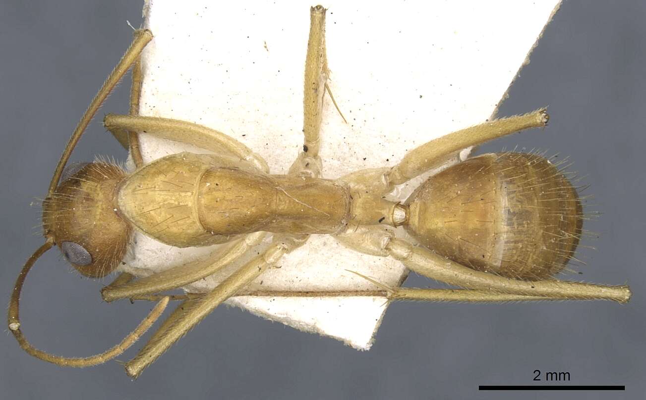 صورة Camponotus novaehollandiae Mayr 1870