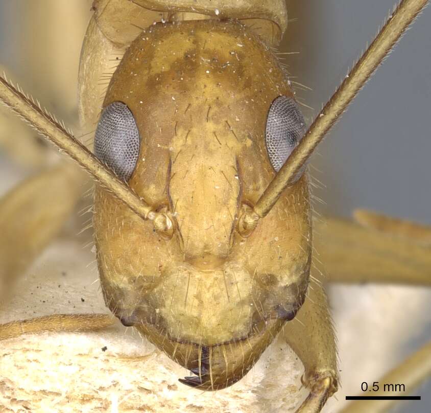 صورة Camponotus novaehollandiae Mayr 1870