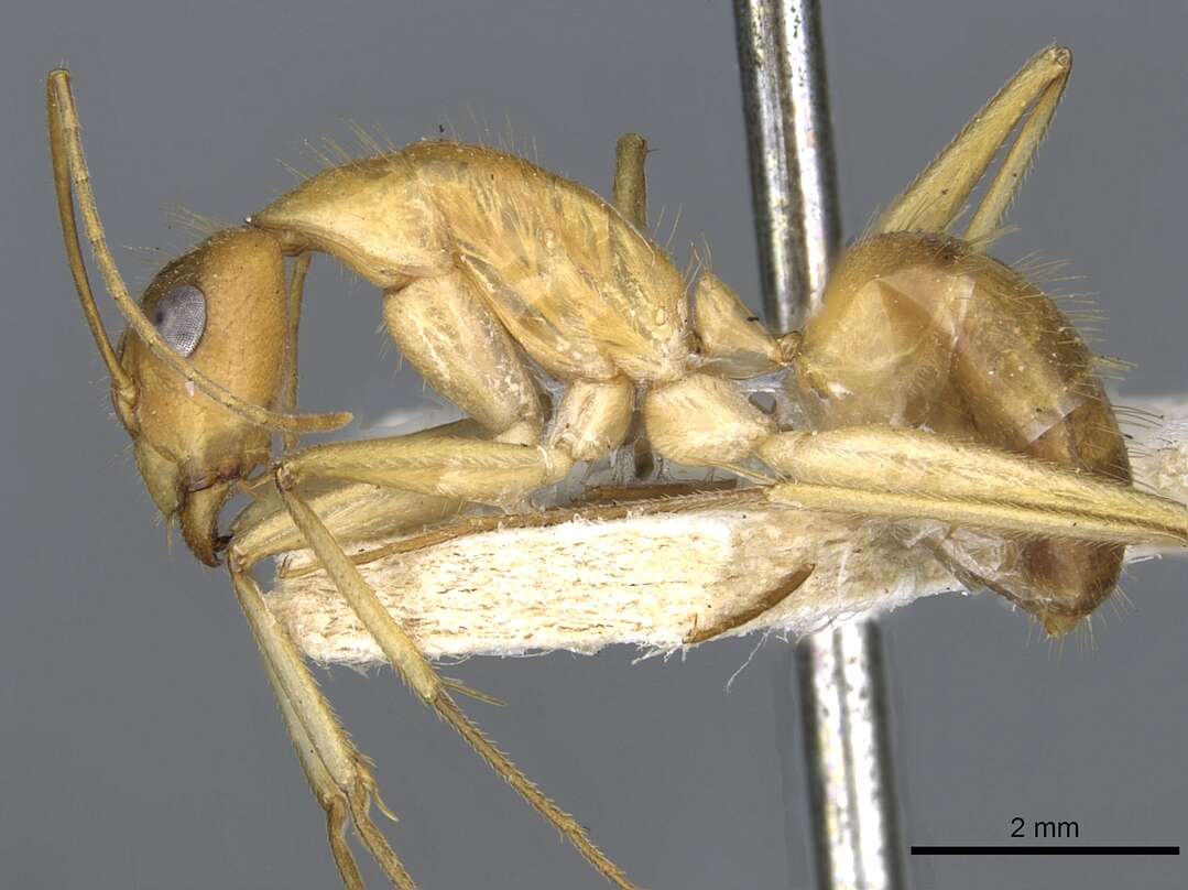 صورة Camponotus novaehollandiae Mayr 1870