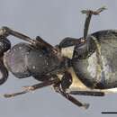 Image of Camponotus nigroaeneus (Smith 1858)