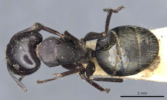 Plancia ëd Camponotus nigroaeneus (Smith 1858)