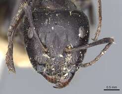 Plancia ëd Camponotus nigroaeneus (Smith 1858)