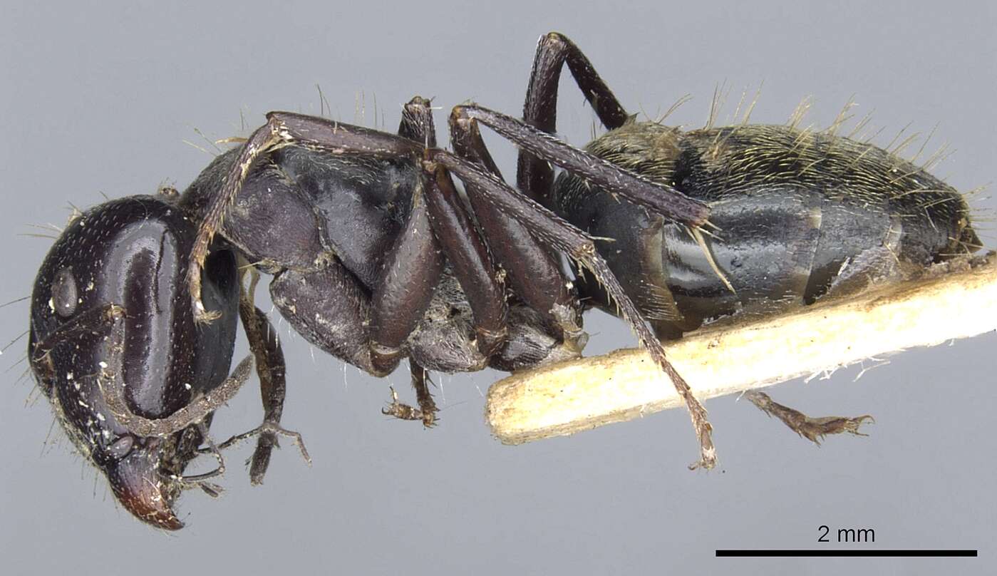 Plancia ëd Camponotus nigroaeneus (Smith 1858)