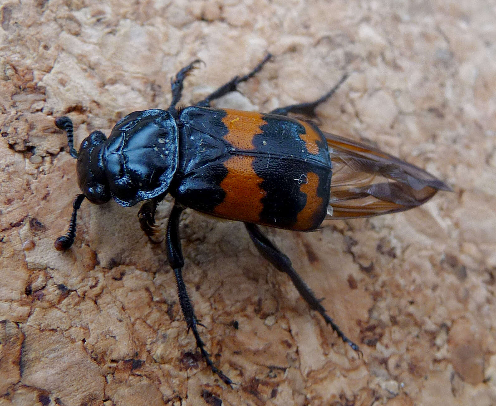 Image of Nicrophorus (Nicrophorus) investigator (Zetterstedt 1824)