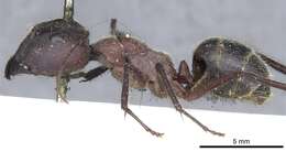 Image of Camponotus intrepidus (Kirby 1819)