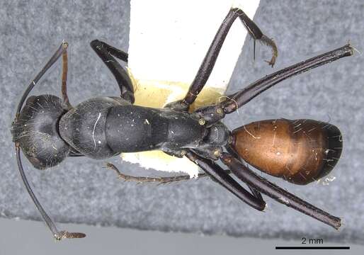 Image of Camponotus versicolor Clark 1930