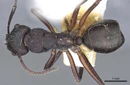 Image of Camponotus whitei Wheeler 1915