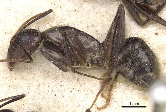 Слика од Camponotus aurocinctus (Smith 1858)