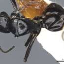 Image of Camponotus cyrtomyrmodes Donisthorpe 1941