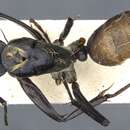 Imagem de Camponotus flavocrines Donisthorpe 1941