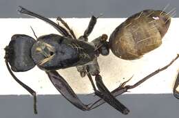 Plancia ëd Camponotus flavocrines Donisthorpe 1941