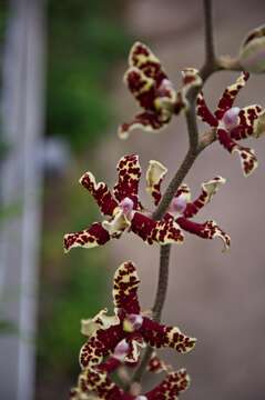 Image of Dimorphorchis lowii (Lindl.) Rolfe