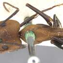 Image of Camponotus habereri Forel 1911
