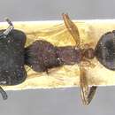 Image of Camponotus megalonyx Wheeler 1919