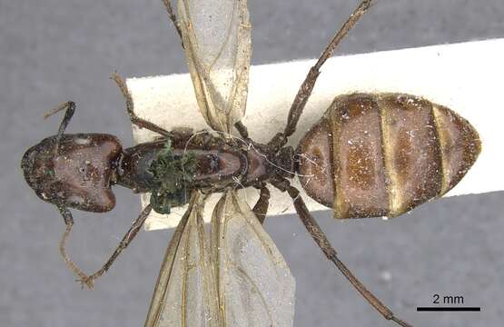 Plancia ëd Camponotus quadrisectus (Smith 1858)