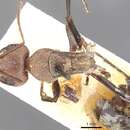 Image of Camponotus fletcheri Donisthorpe 1942