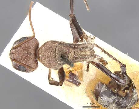 Image of Camponotus fletcheri Donisthorpe 1942