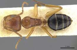 Слика од Camponotus andrewsi Donisthorpe 1936