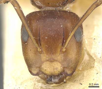 Слика од Camponotus andrewsi Donisthorpe 1936