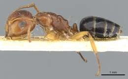 Слика од Camponotus andrewsi Donisthorpe 1936