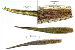 Image of brittle swan-neck moss