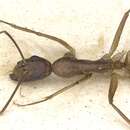 Image of Camponotus mitis (Smith 1858)