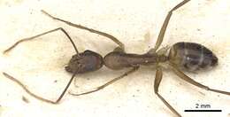 Image of Camponotus mitis (Smith 1858)