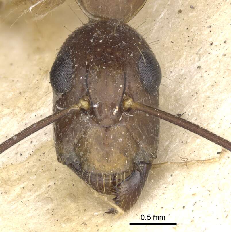 Image of Camponotus mitis (Smith 1858)