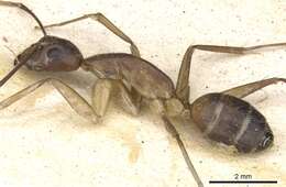 Image of Camponotus mitis (Smith 1858)