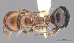 Image of Camponotus lateralis (Olivier 1792)