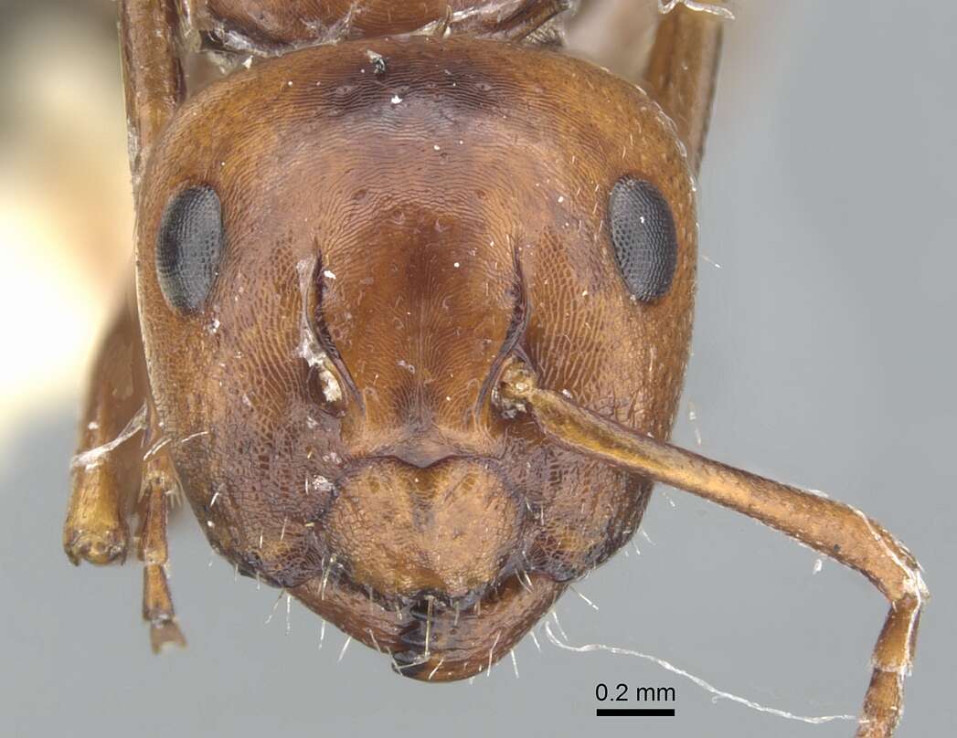 Image of Camponotus lateralis (Olivier 1792)