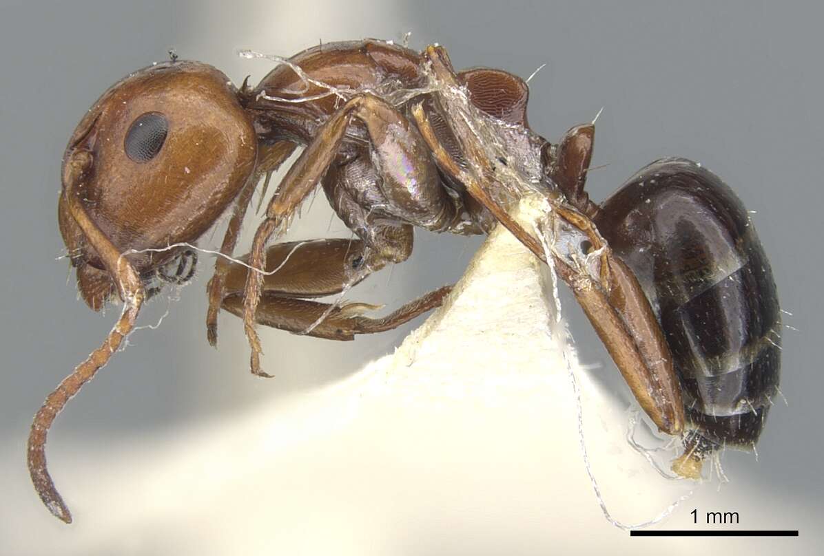 Image of Camponotus lateralis (Olivier 1792)