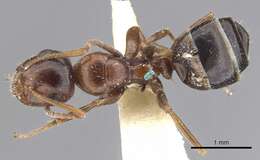 Image of Camponotus lateralis (Olivier 1792)