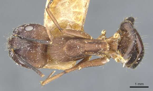 Image of Camponotus sklarus Bolton 1995