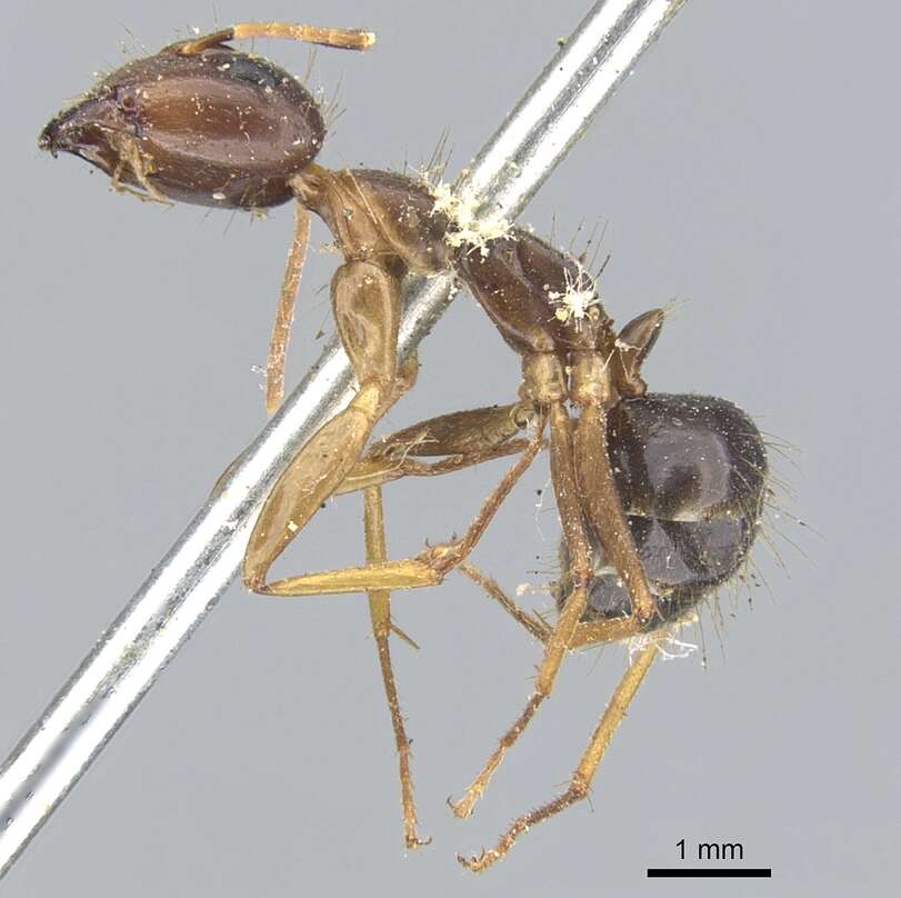 Plancia ëd Camponotus arrogans (Smith 1858)