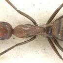 Imagem de Camponotus britteni Donisthorpe 1931