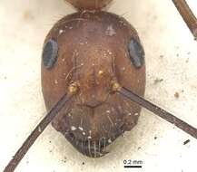 Image of Camponotus britteni Donisthorpe 1931