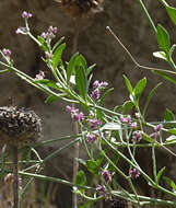 Image of Alternanthera porrigens (Jacq.) Kuntze