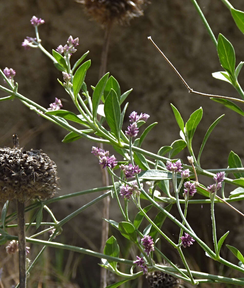 Image of Alternanthera porrigens (Jacq.) Kuntze