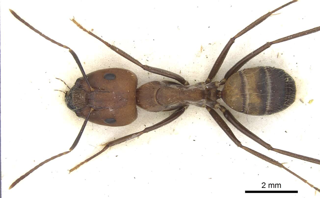 Image of Camponotus britteni Donisthorpe 1931