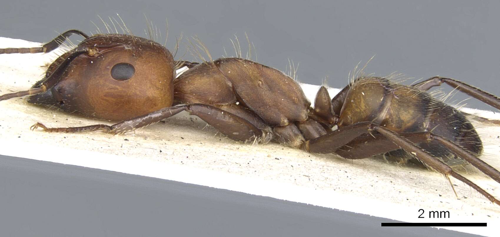 Image of Camponotus britteni Donisthorpe 1931