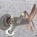 Image of Camponotus fabricator (Smith 1858)