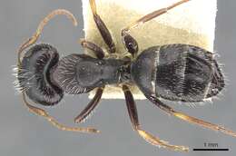 Image of Camponotus trepidulus Creighton 1965