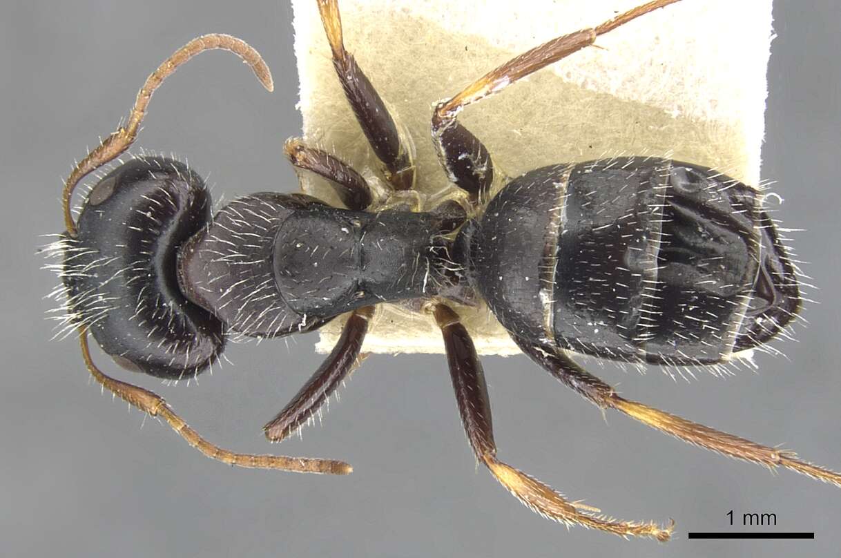 Image of Camponotus trepidulus Creighton 1965