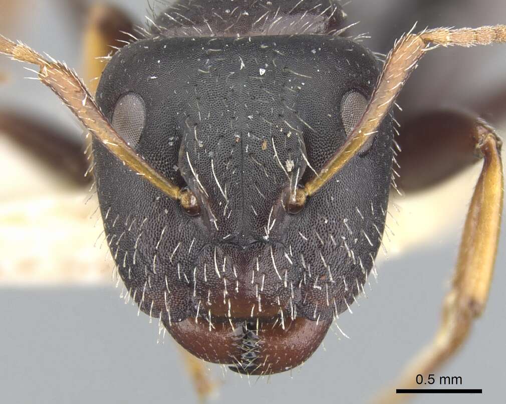 Image of Camponotus trepidulus Creighton 1965