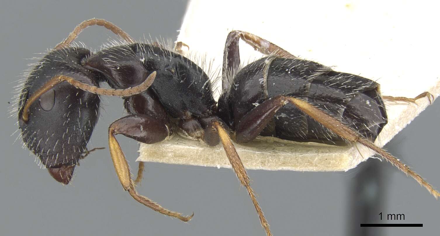 Image of Camponotus trepidulus Creighton 1965