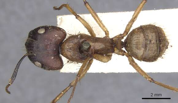 Image of Florida Carpenter Ant